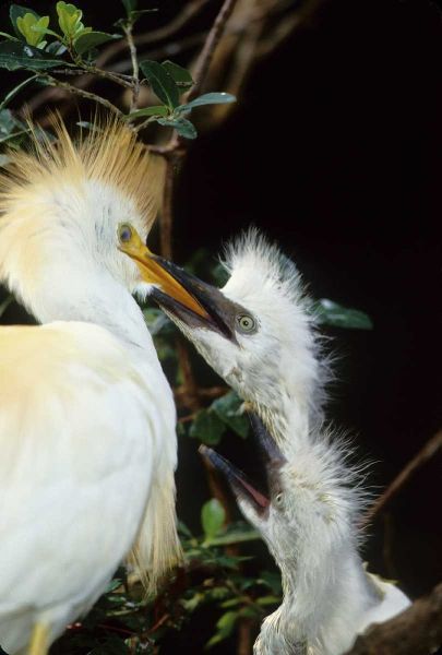 Florida Cattle egret feeds one of its two chicks